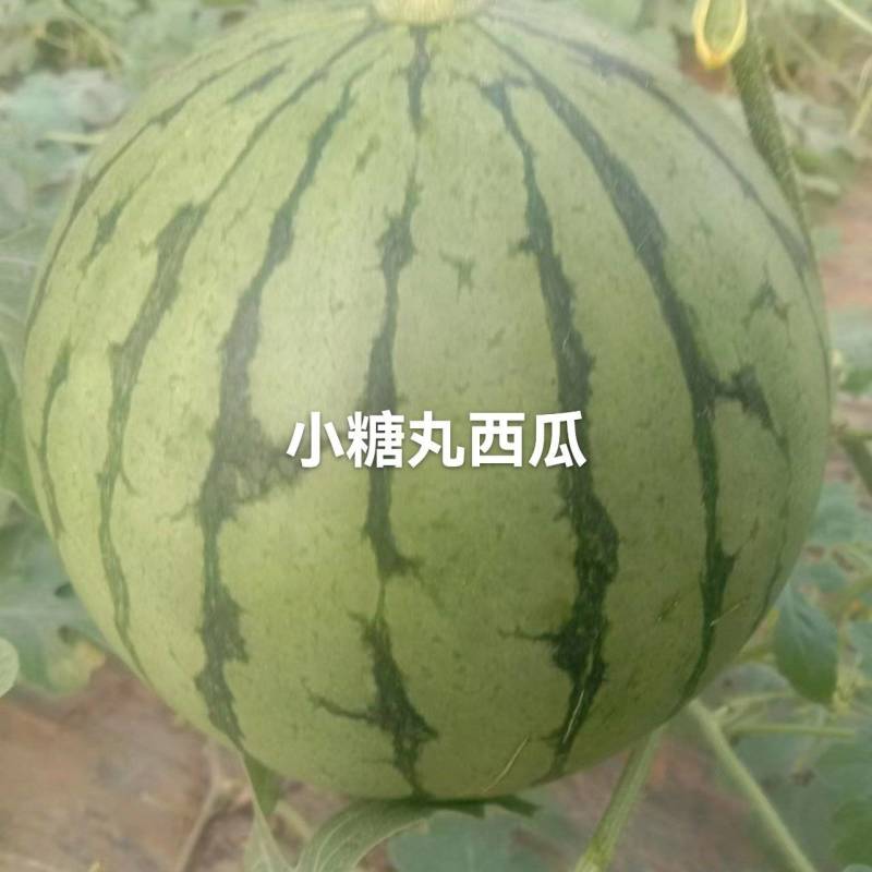 小糖丸西瓜山东省聊城市莘县魏庄镇基地直供