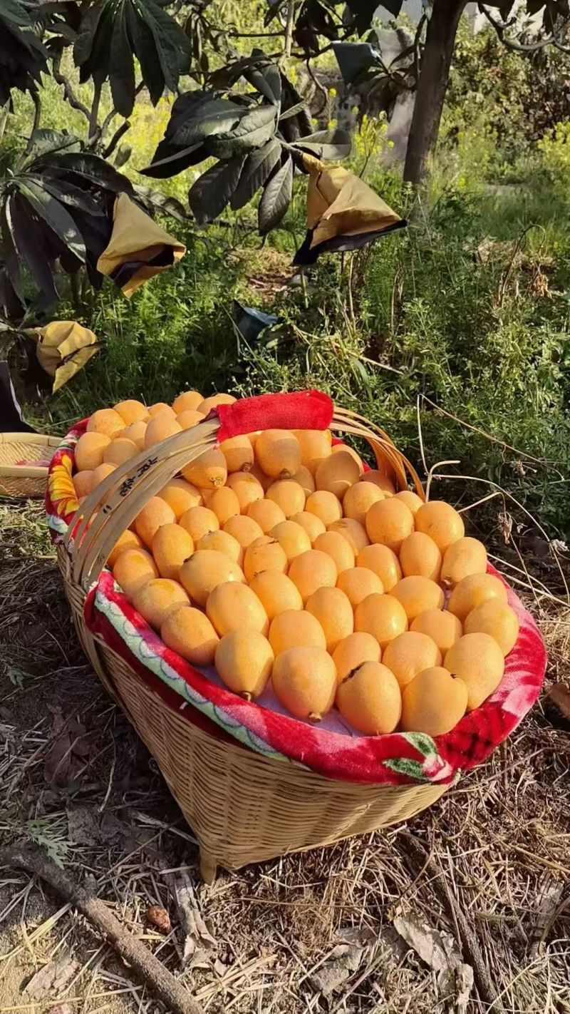 米易枇杷