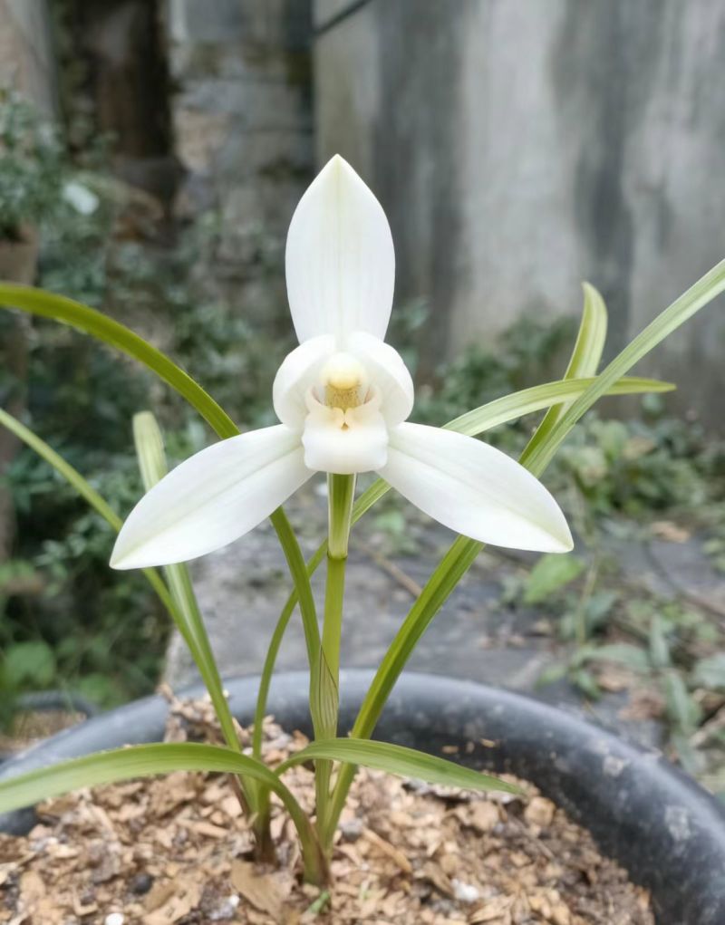 兰花精品兰花下坡草