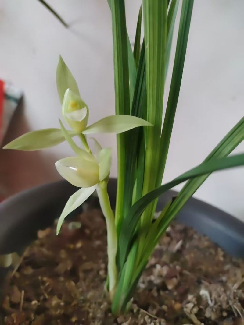 兰花精品兰花下坡草