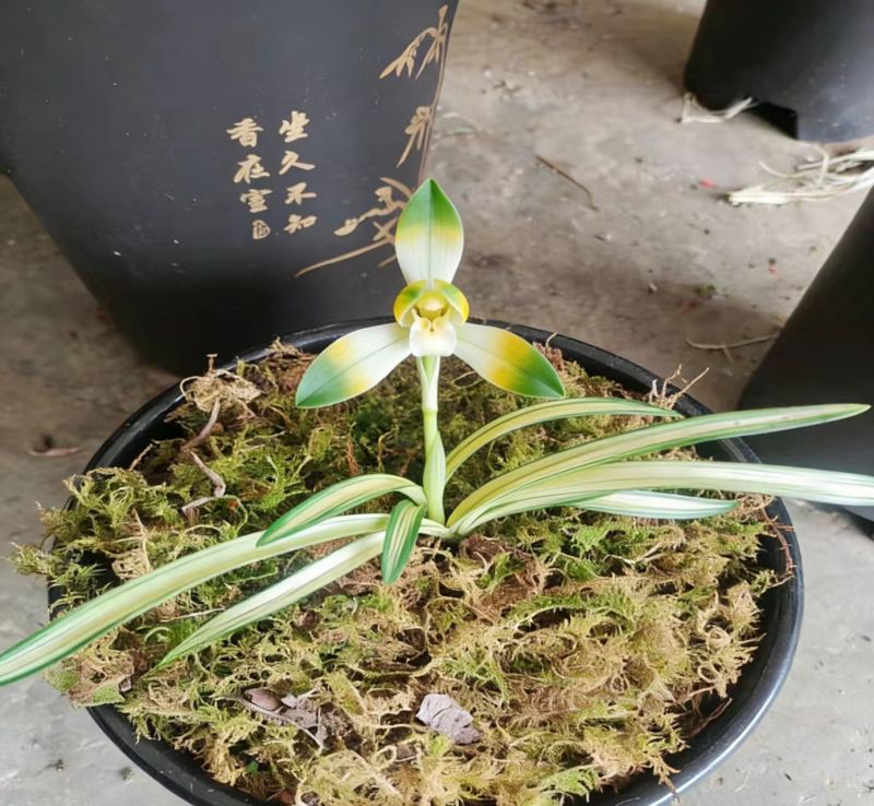 兰花精品兰花下坡草