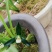 兰花精品兰花下坡草
