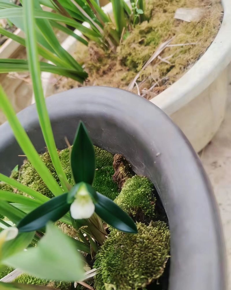 兰花精品兰花下坡草