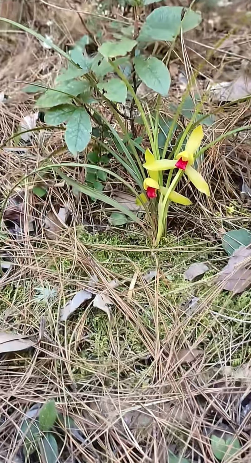 兰花精品兰花下坡草