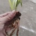 兰花精品兰花下坡草
