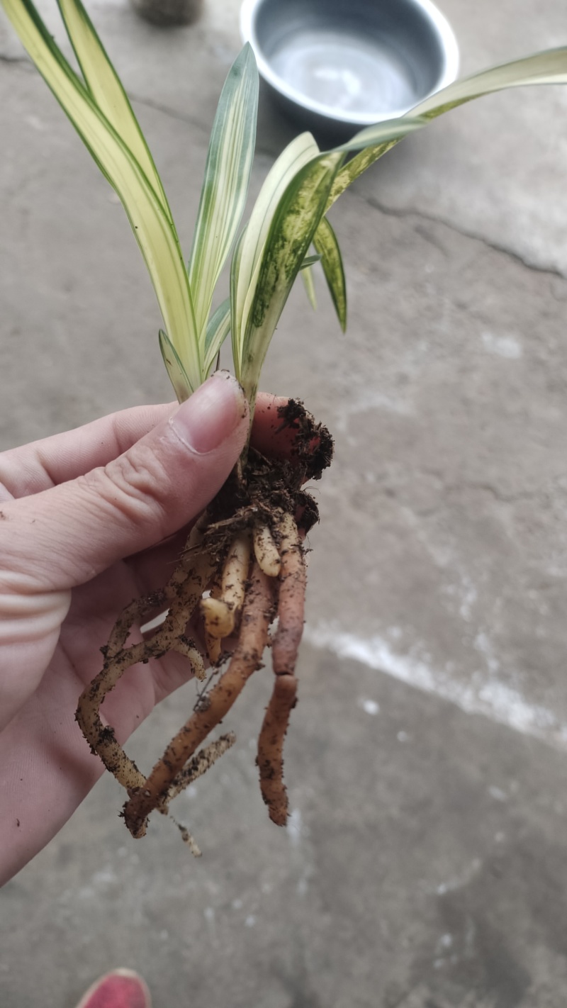兰花精品兰花下坡草