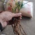 兰花精品兰花下坡草