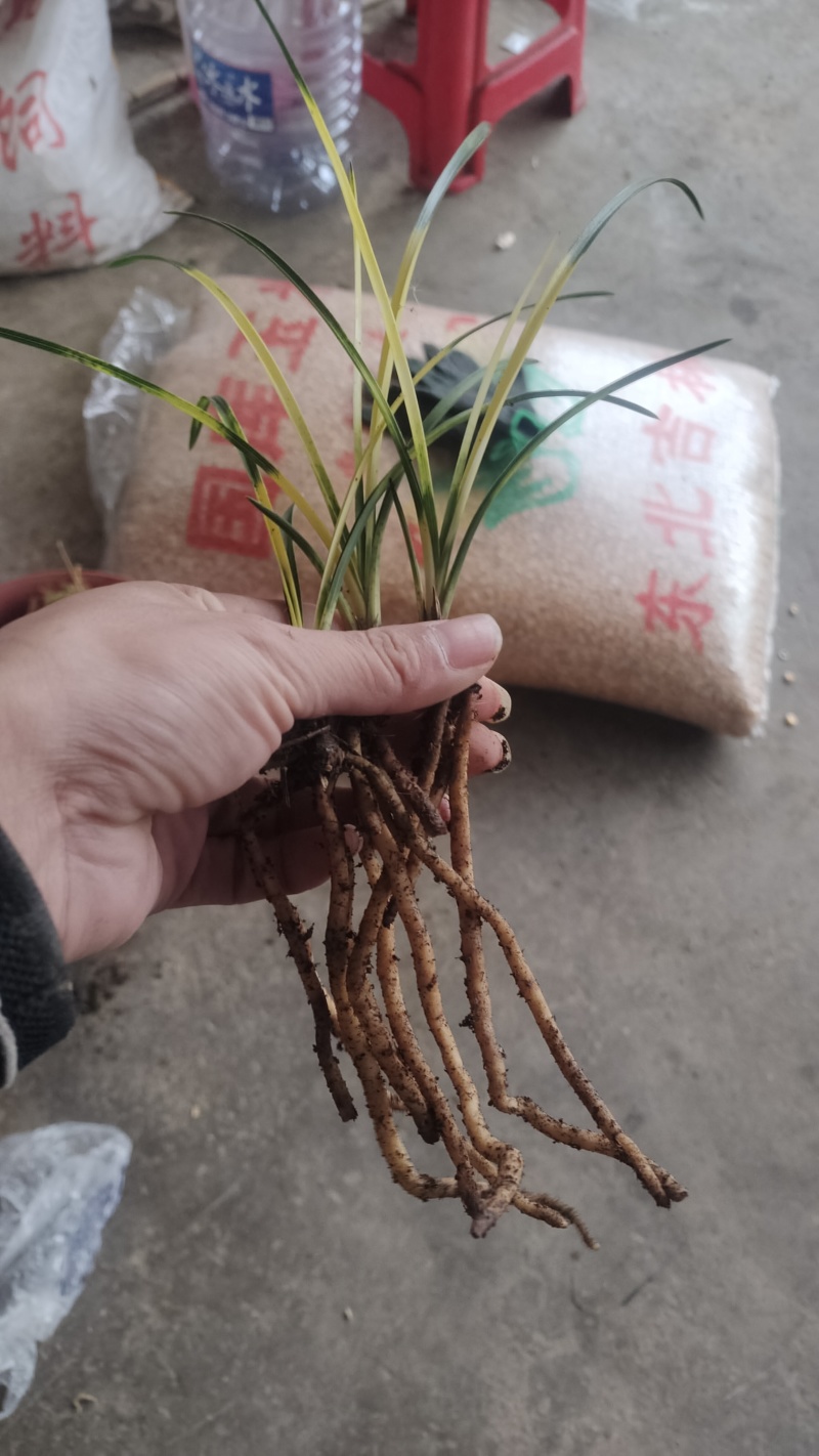 兰花精品兰花下坡草