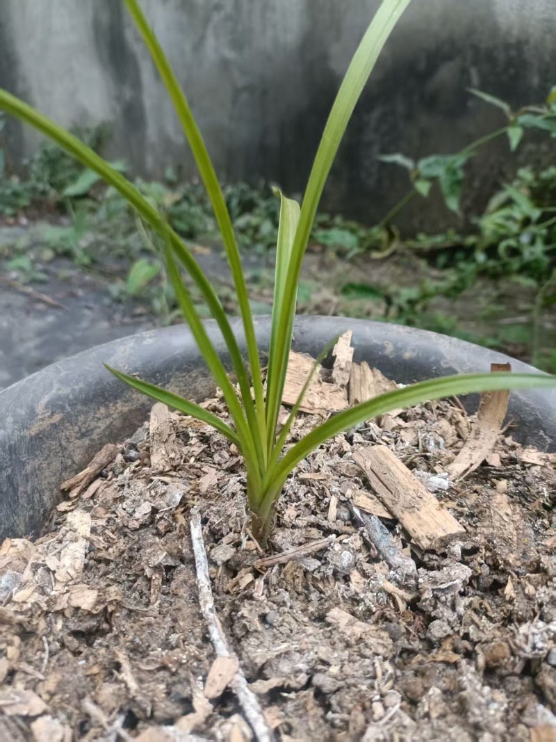 兰花精品兰花下坡草