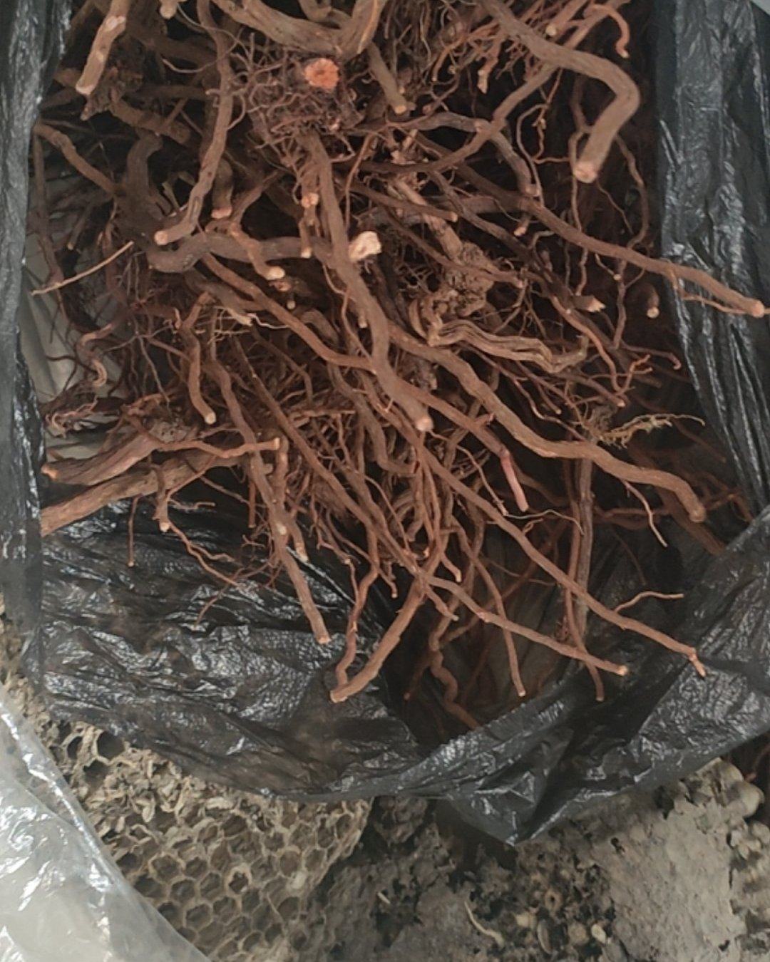 茜草根