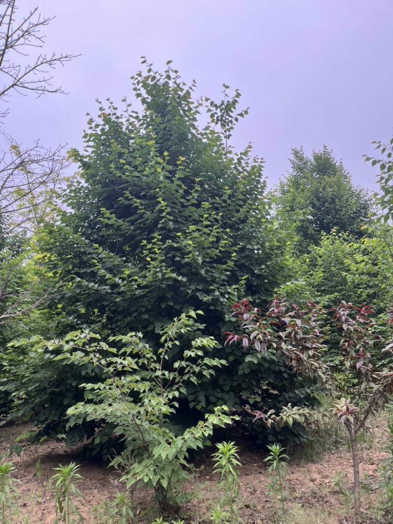 丛生欧洲椴