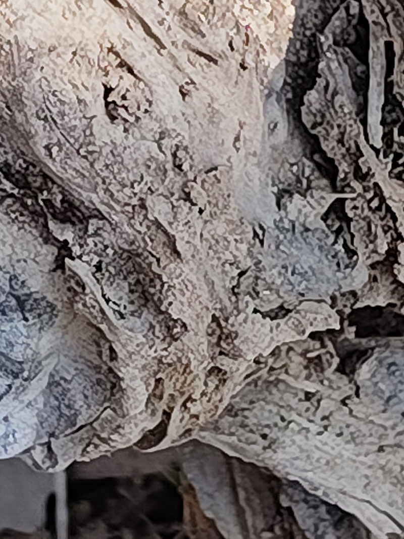 有老板需要，沉年松油红木么，做佛珠是**松油红木