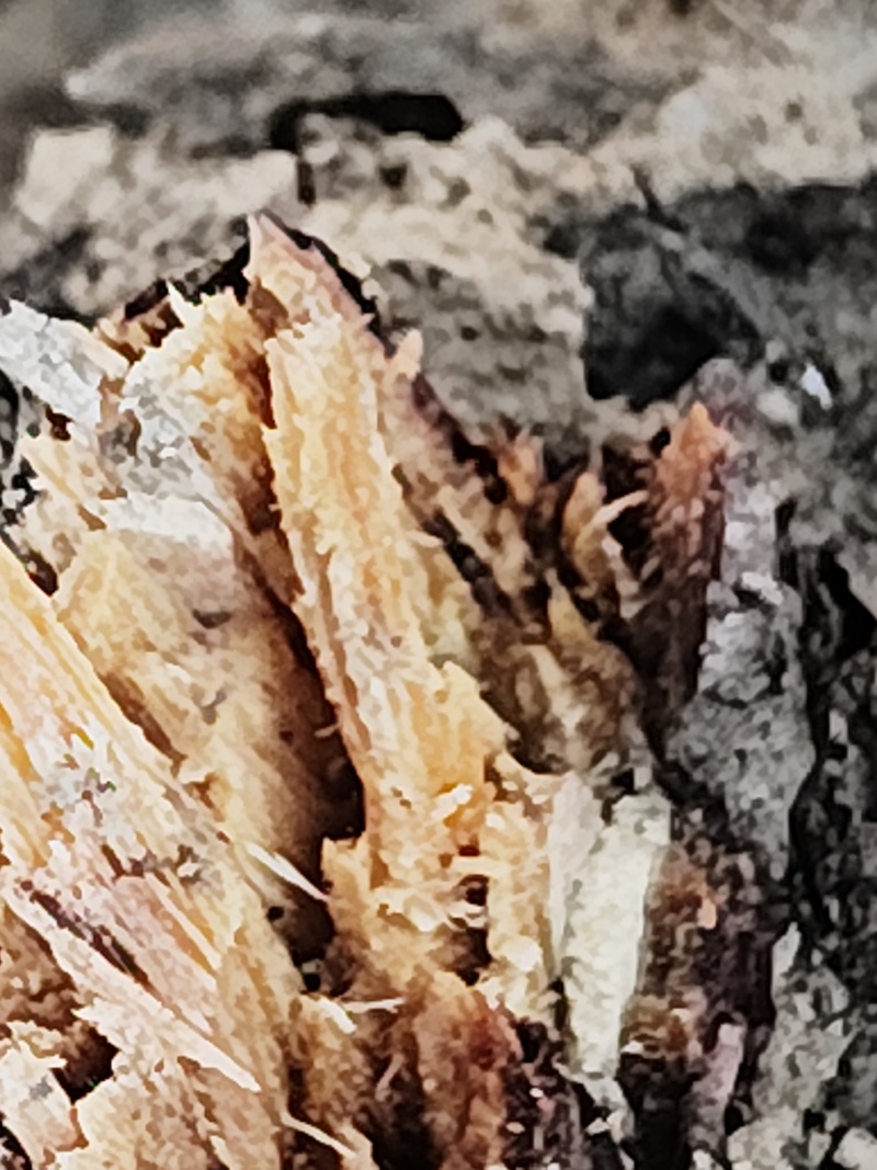 有老板需要，沉年松油红木么，做佛珠是**松油红木
