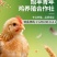 青年鸡