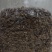 古田茶树菇