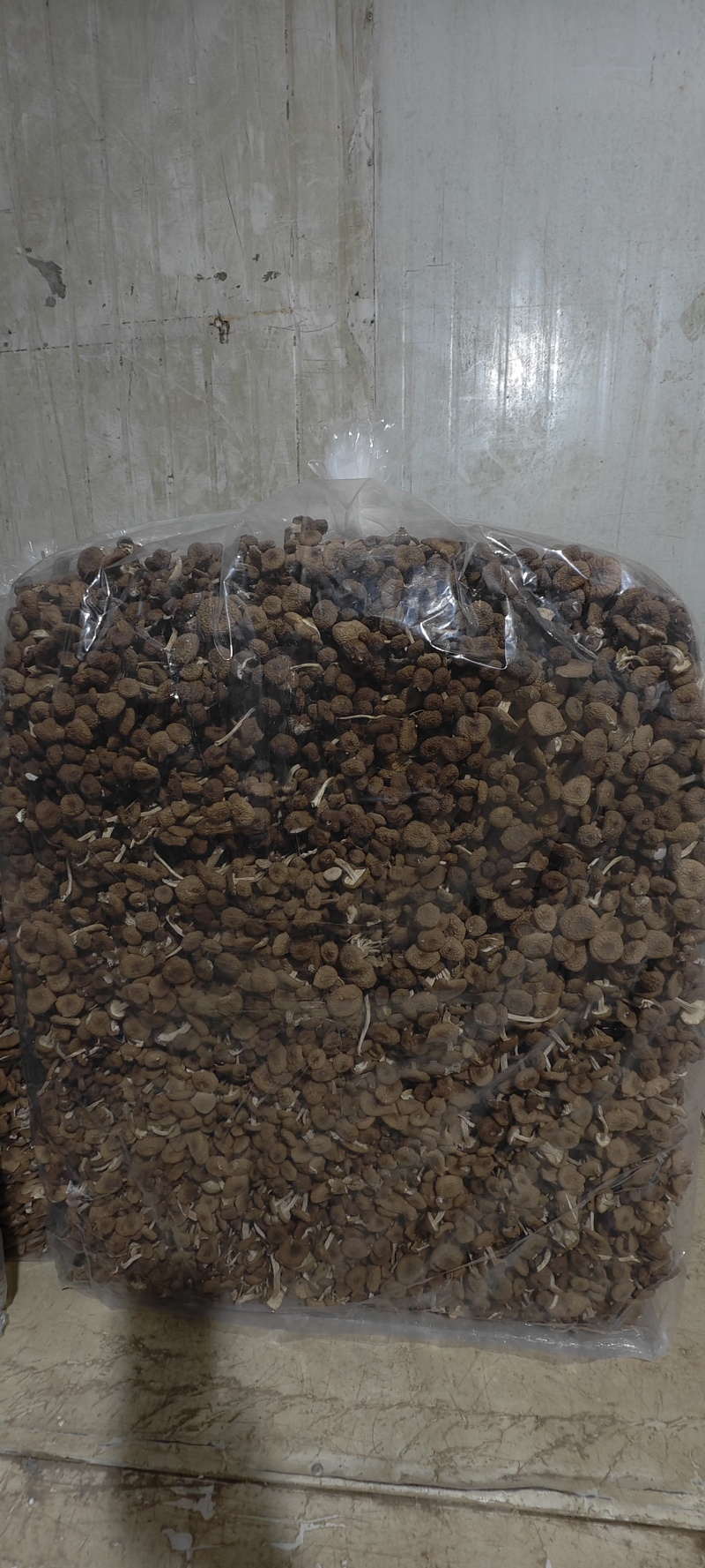 古田茶树菇