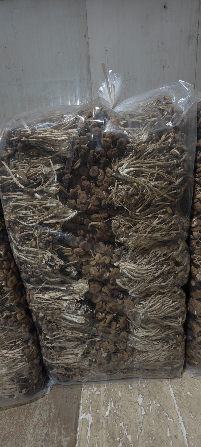 古田茶树菇