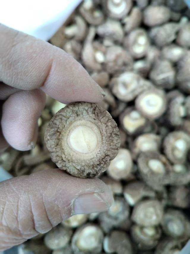 包邮春栽冬菇优质面菇肉厚形状好产地直供