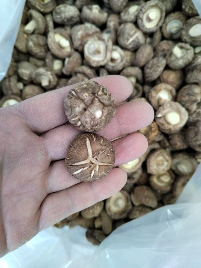 包邮春栽冬菇优质面菇肉厚形状好产地直供