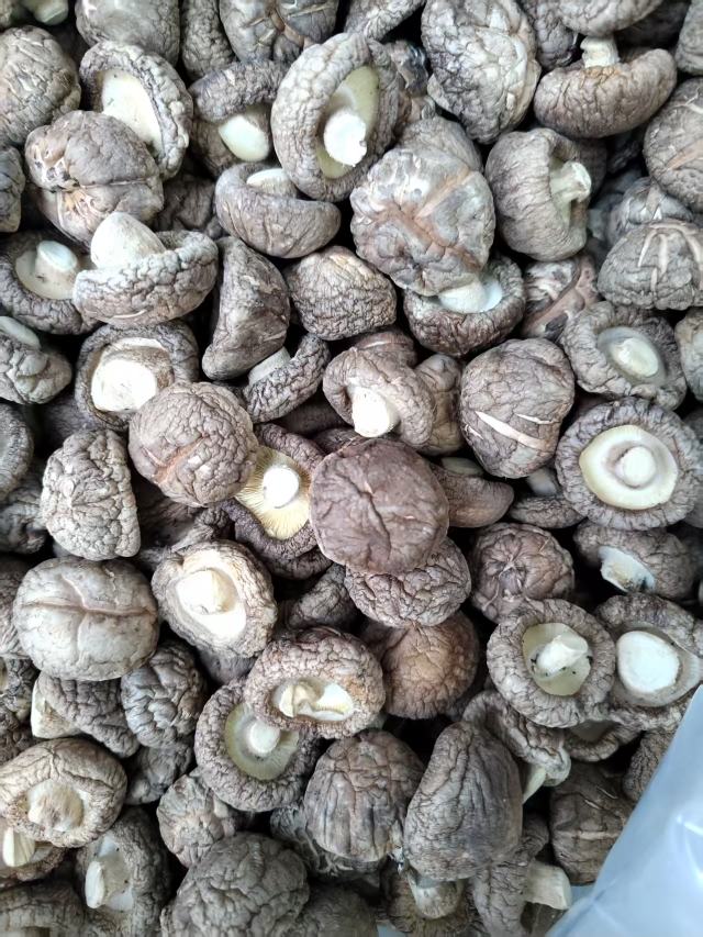 包邮春栽冬菇优质面菇肉厚形状好产地直供