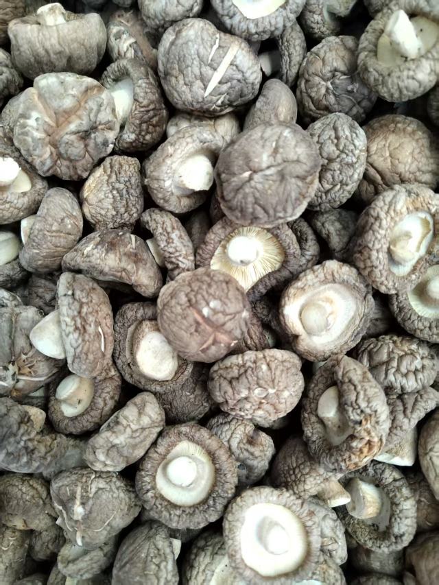包邮春栽冬菇优质面菇肉厚形状好产地直供