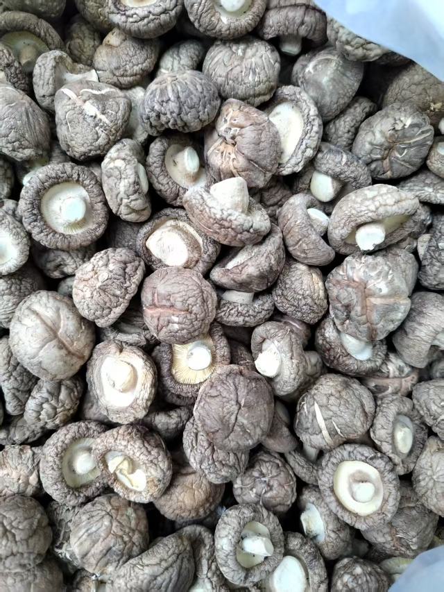 包邮春栽冬菇优质面菇肉厚形状好产地直供