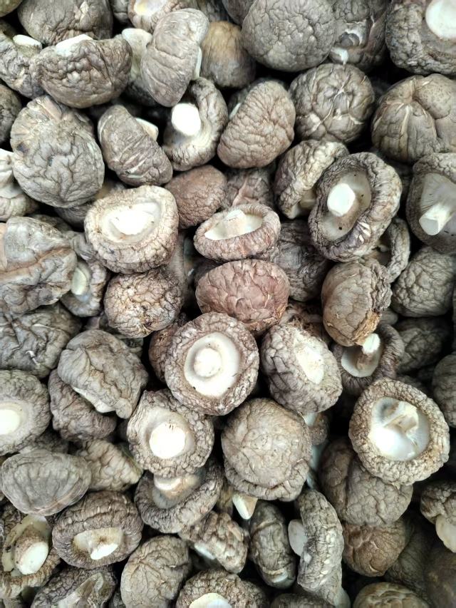 包邮春栽冬菇优质面菇肉厚形状好产地直供