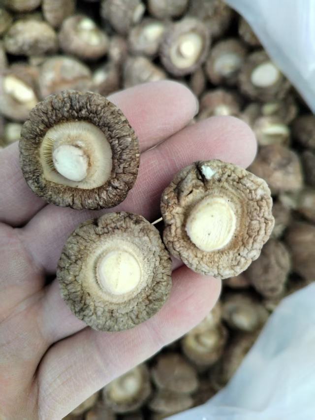 包邮春栽冬菇优质面菇肉厚形状好产地直供