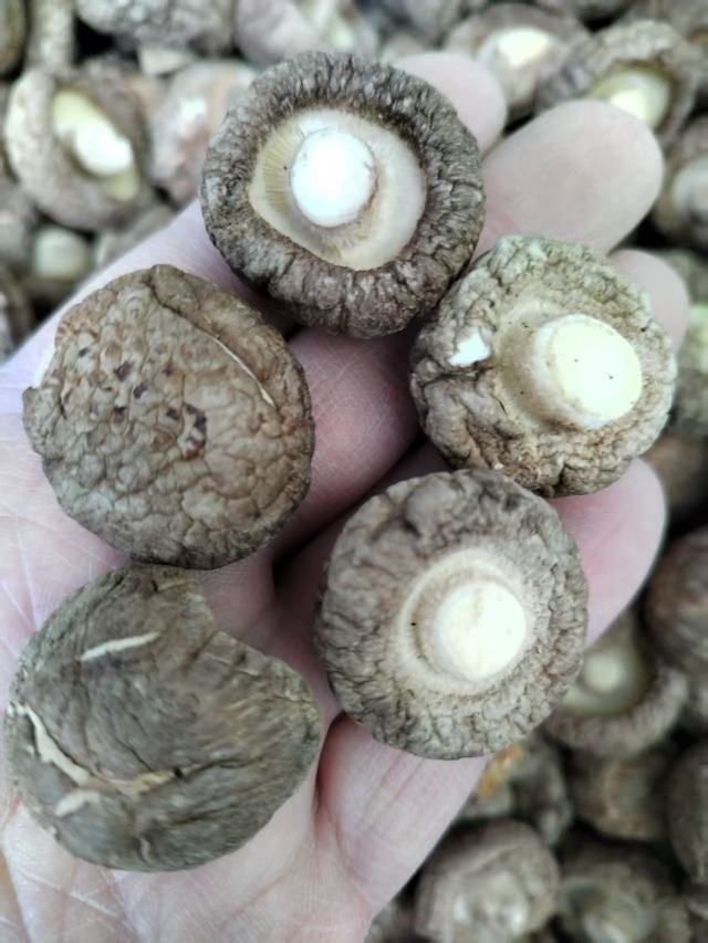 包邮春栽冬菇优质面菇肉厚形状好产地直供