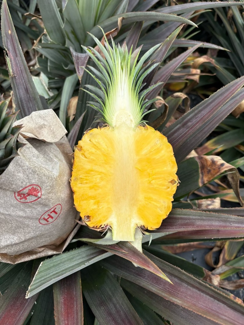 海南芒果凤梨，支持一件代发顺丰