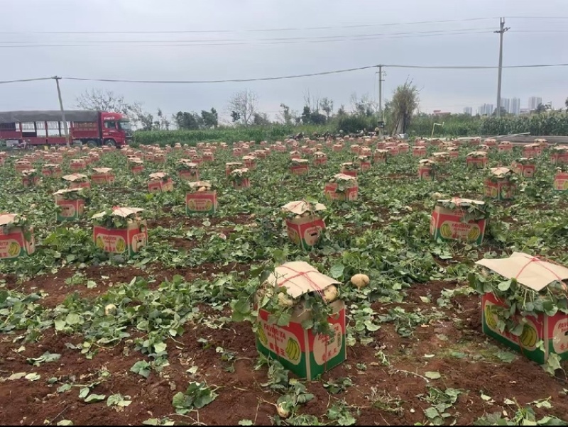广东凉薯白地瓜个头均匀大量产地货源欢迎来电