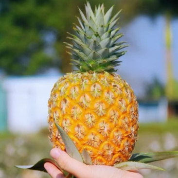 海南芒果凤梨，支持一件代发顺丰