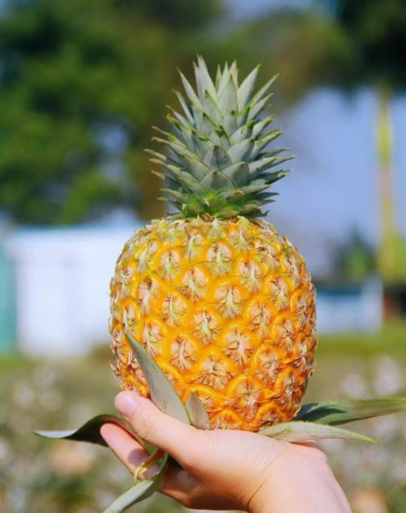 海南芒果凤梨，支持一件代发顺丰