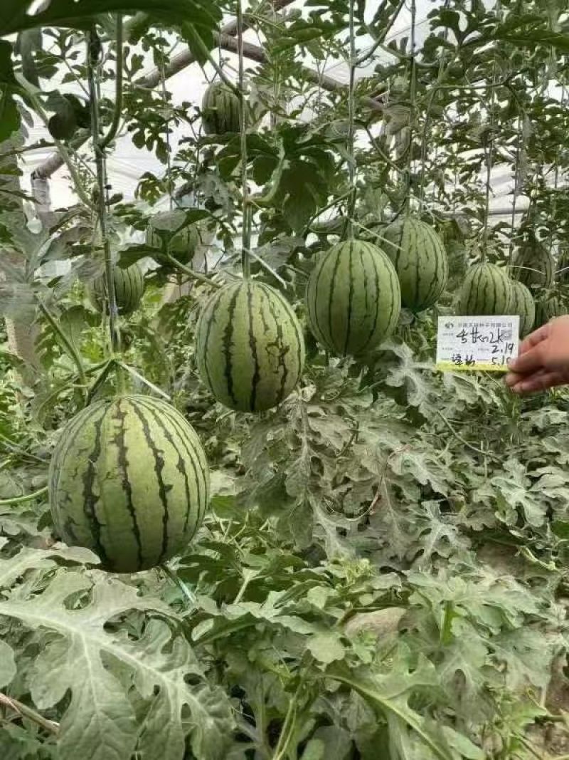 安徽砀山冰淇淋小糖丸西瓜陆续上市，念念果品专业代收代发