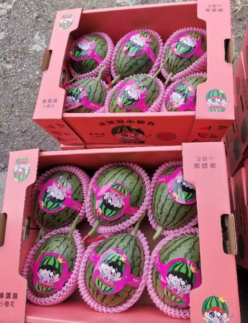 安徽砀山冰淇淋小糖丸西瓜陆续上市，念念果品专业代收代发