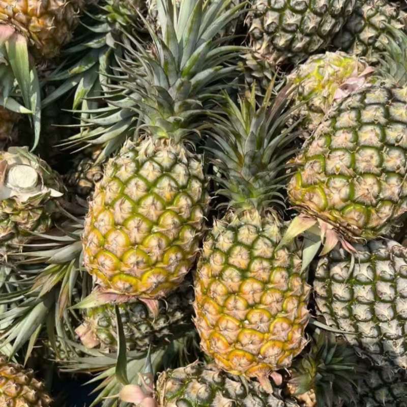海南金钻凤梨豆浆凤梨，支持代发，顺丰