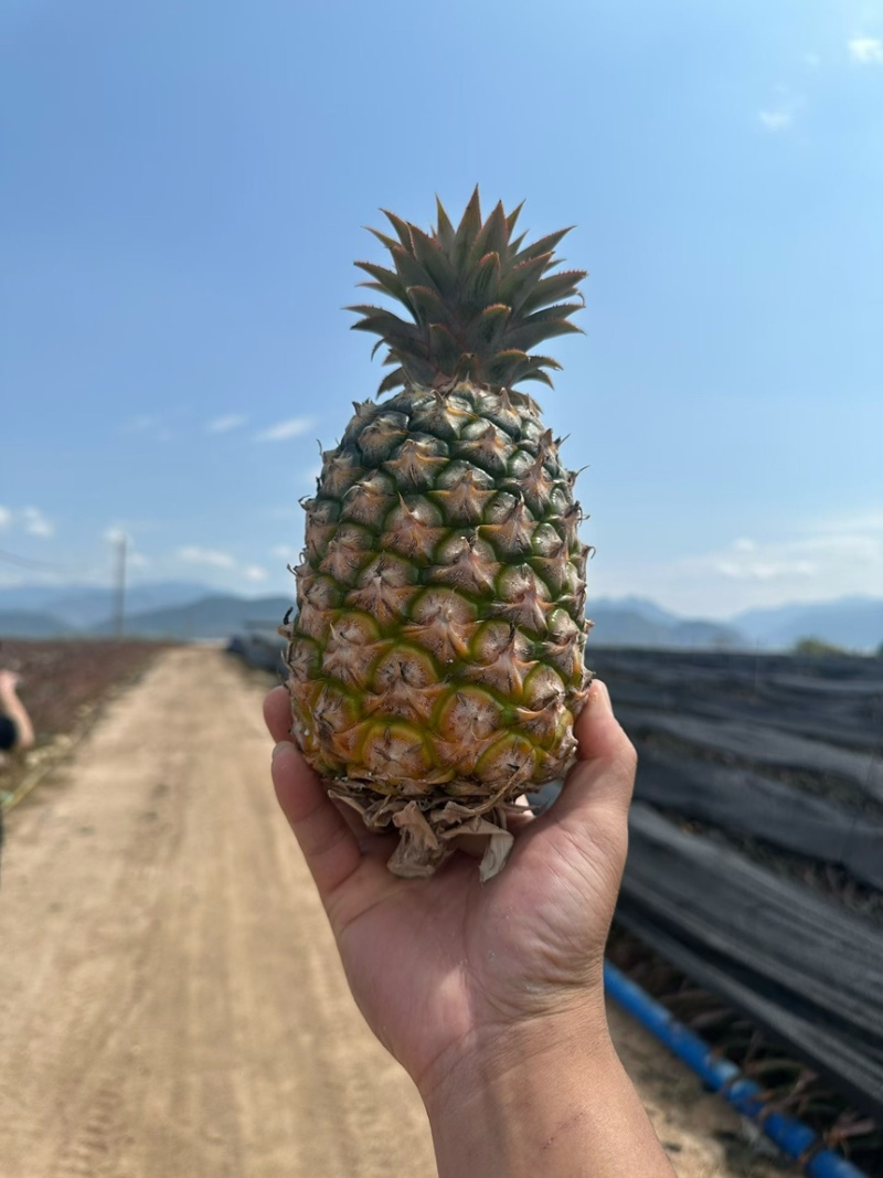 海南金钻凤梨豆浆凤梨，支持代发，顺丰