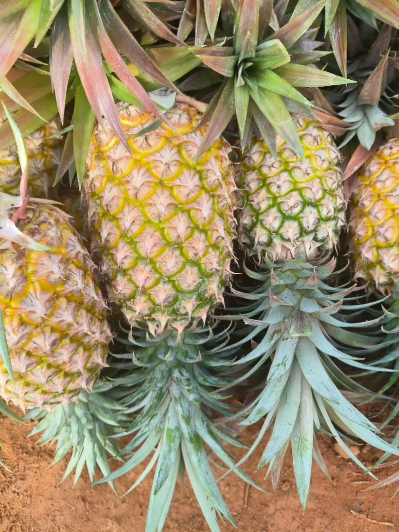 海南金钻凤梨豆浆凤梨，支持代发，顺丰