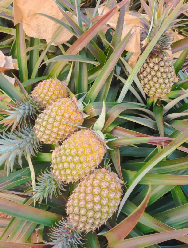 海南金钻凤梨豆浆凤梨，支持代发，顺丰