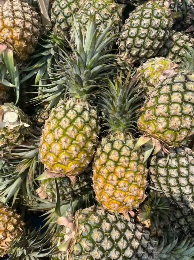 海南金钻凤梨豆浆凤梨，支持代发，顺丰