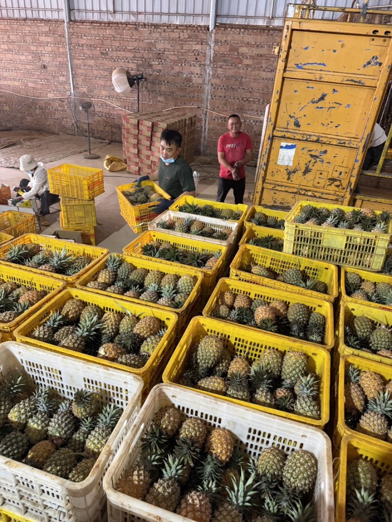 金砖凤梨一件代发源头产地直发，欢迎电商.直播老板砸单