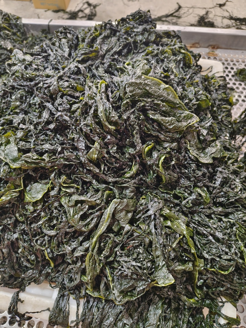 裙带菜食用人工养殖