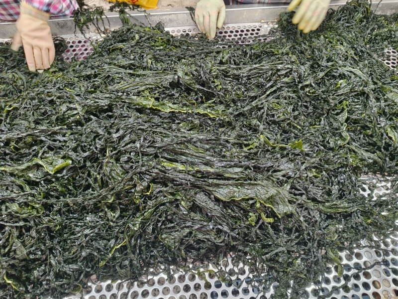 裙带菜食用人工养殖