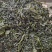 裙带菜食用人工养殖