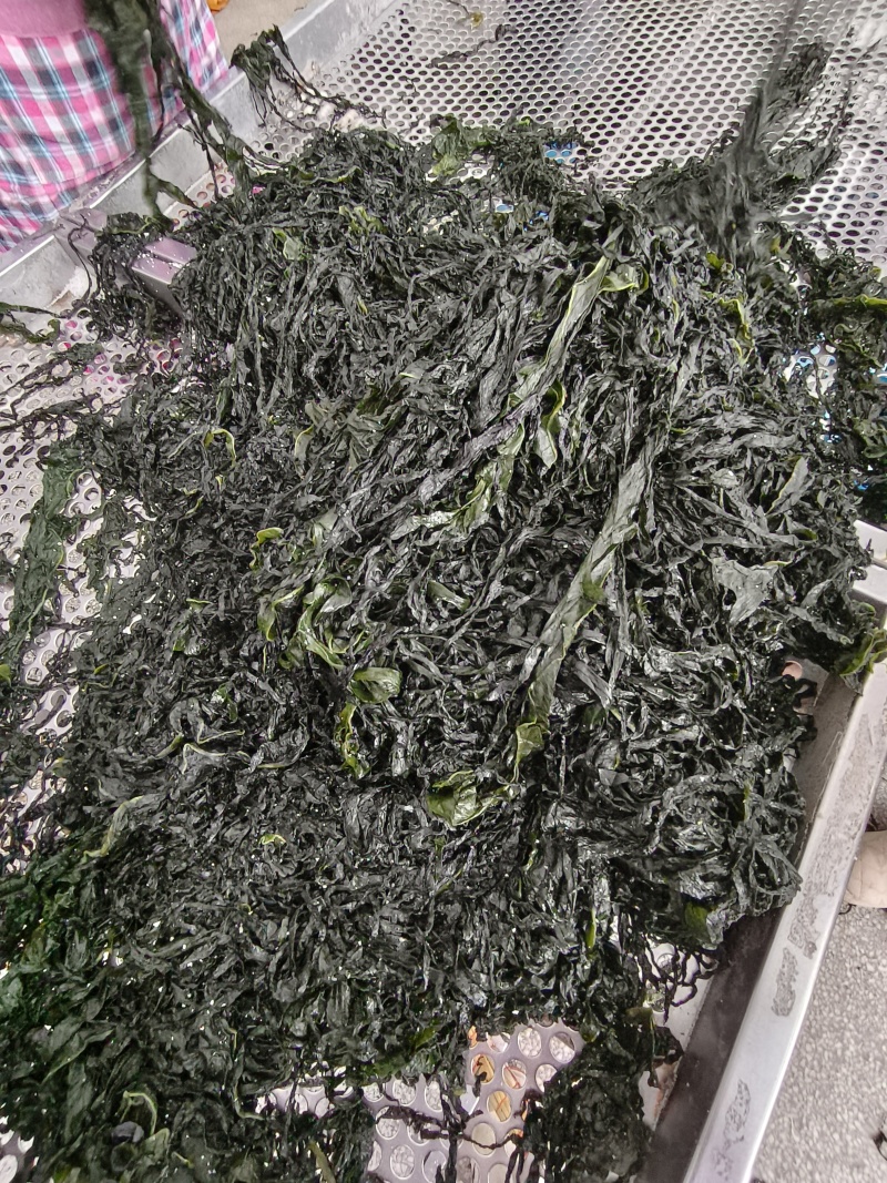 裙带菜食用人工养殖