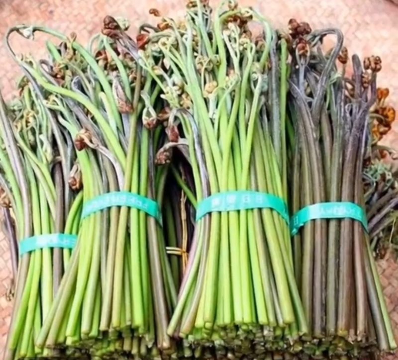 野生蕨菜。