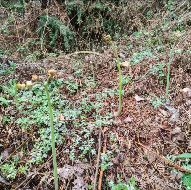 野生蕨菜。