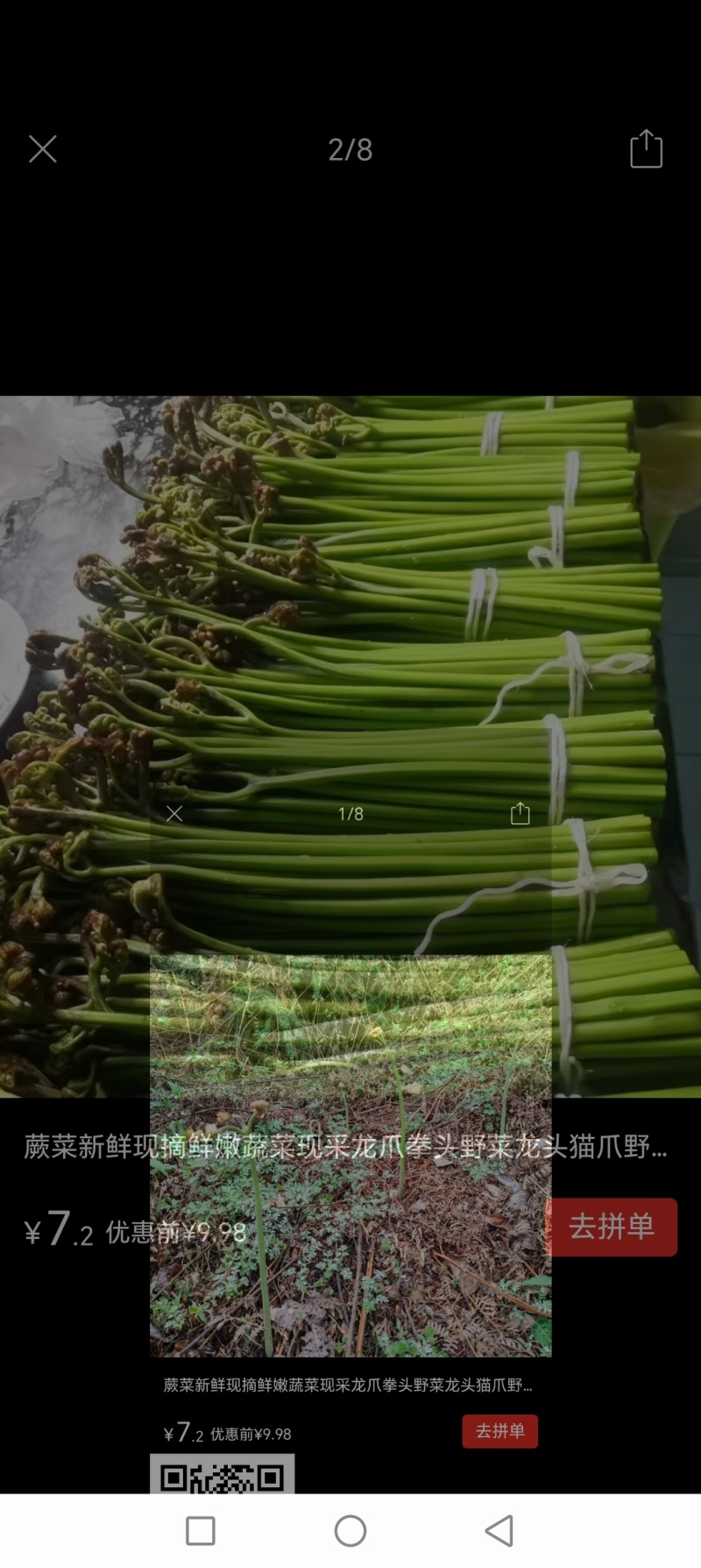 野生蕨菜。
