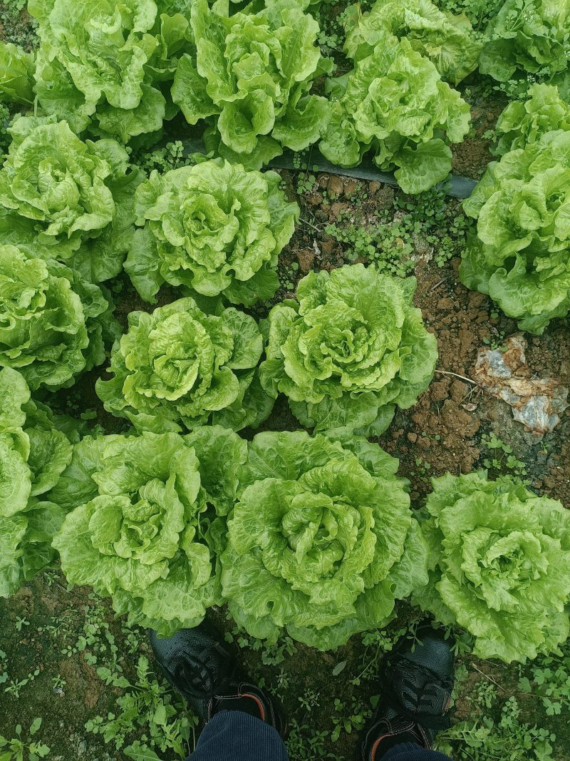 生菜