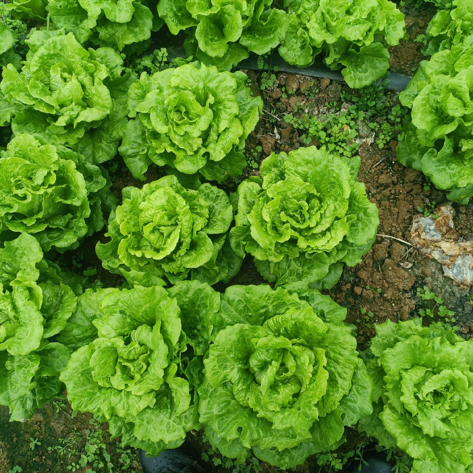 生菜